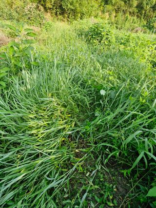 매실향기차향기님의 기타작물 · 영농일지 작성글 사진