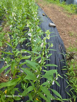 소병찬님의 참깨 · 영농일지 작성글 사진