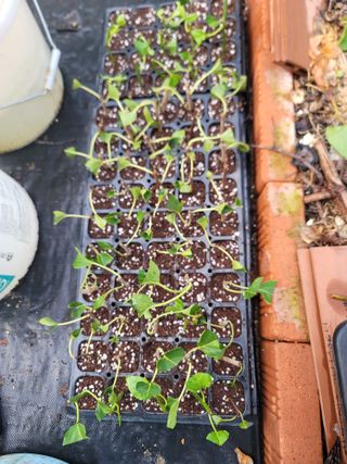 박치문님의 기타작물 · 영농일지 작성글 사진