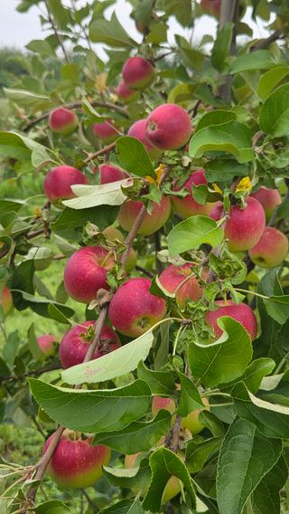 복주농장님의 사과 · 영농일지 작성글 사진