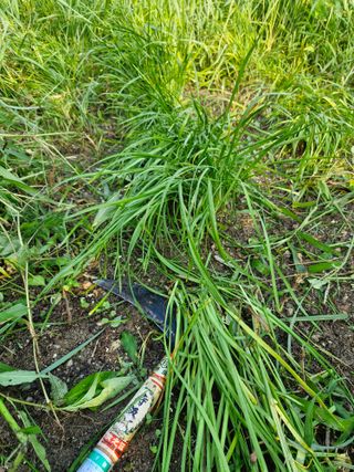 매실향기차향기님의 기타작물 · 영농일지 작성글 사진