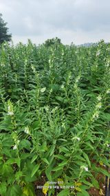 팜모닝 기타작물·영농일지 게시글 이미지