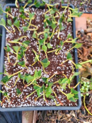 박치문님의 기타작물 · 영농일지 작성글 사진