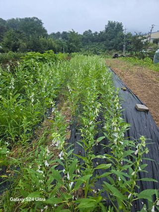 소병찬님의 참깨 · 영농일지 작성글 사진