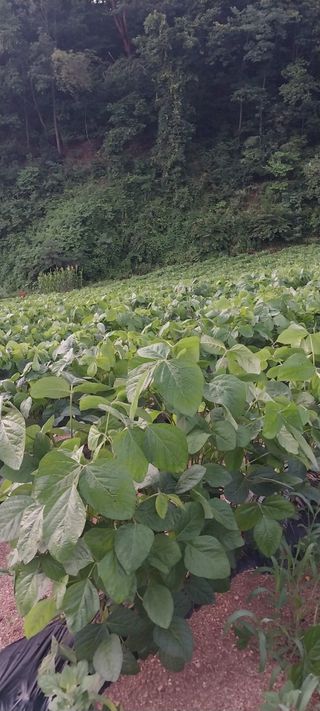 이일철 (조이산골)님의 고추 · 영농일지 작성글 사진