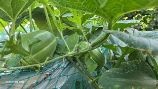 이종선님의 기타작물 · 영농일지 작성글 사진