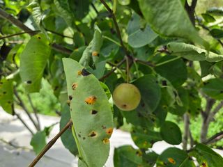강호지인님의 포도 · 영농일지 작성글 사진