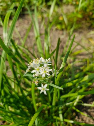 매실향기차향기님의 기타작물 · 영농일지 작성글 사진