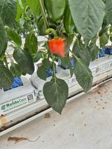 팜모닝 기타작물·영농일지 게시글 이미지