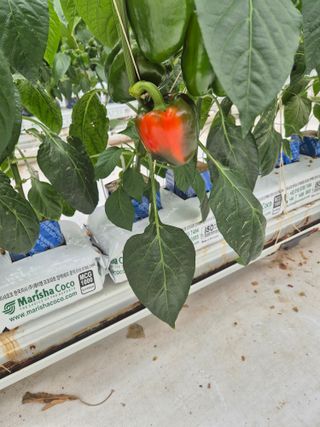 김형남님의 기타작물 · 영농일지 작성글 사진