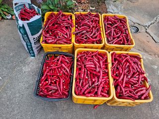 이건석님의 기타작물 · 영농일지 작성글 사진