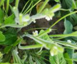 팜모닝 콩·영농일지 게시글 이미지