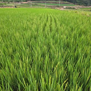 진도견나라진도개강아님의 기타작물 · 영농일지 작성글 사진