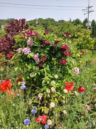 은행5k35000원님의 기타작물 · 영농일지 작성글 사진