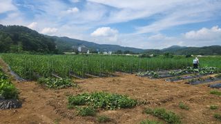 HYUN님의 참깨 · 영농일지 작성글 사진