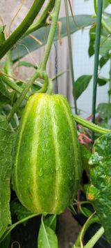 팜모닝 기타작물·영농일지 게시글 이미지