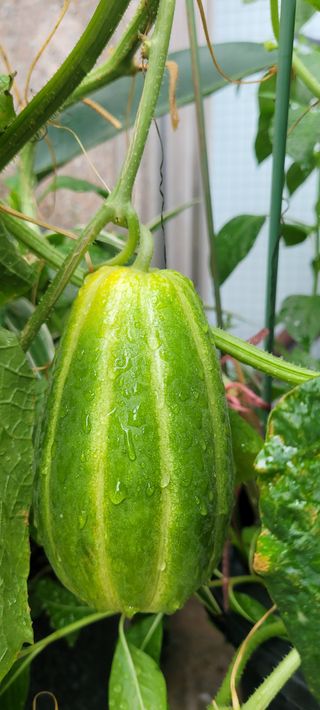 신명주님의 기타작물 · 영농일지 작성글 사진