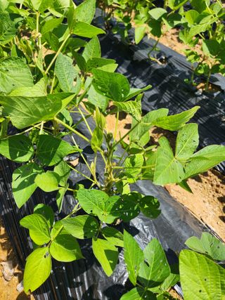 박진한님의 콩 · 영농일지 작성글 사진