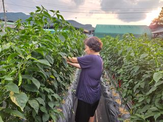 경달현님의 고추 · 영농일지 작성글 사진