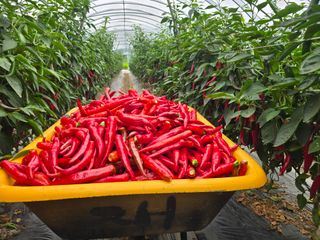 팜모님정보감사합니다님의 고추 · 영농일지 작성글 사진