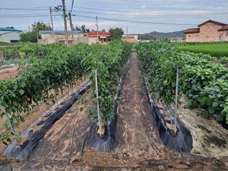 이건석님의 기타작물 · 영농일지 작성글 사진