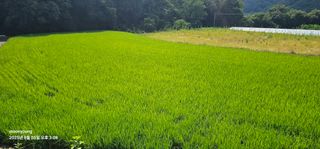 초보농부님의 벼 · 영농일지 작성글 사진