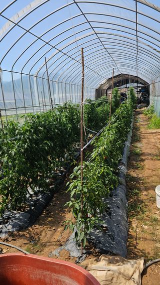 택아님의 기타작물 · 영농일지 작성글 사진