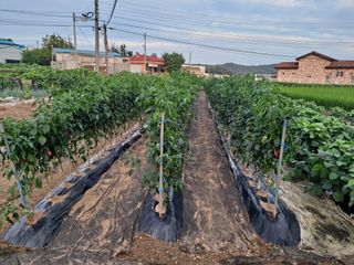 이건석님의 기타작물 · 영농일지 작성글 사진