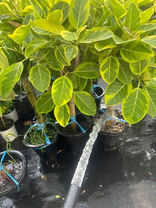 두릅나무15847님의 기타작물 · 영농일지 작성글 사진