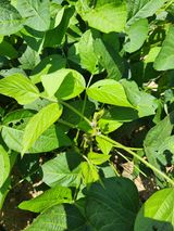 팜모닝 콩·영농일지 게시글 이미지