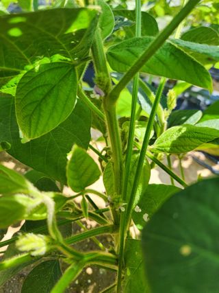 박진한님의 콩 · 영농일지 작성글 사진