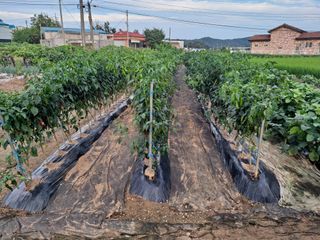 이건석님의 기타작물 · 영농일지 작성글 사진