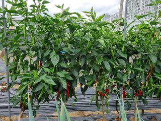 박병철님의 고추 · 영농일지 작성글 사진