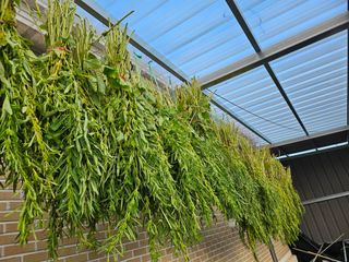 유명숙님의 참깨 · 영농일지 작성글 사진