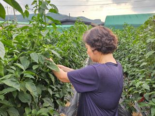 경달현님의 고추 · 영농일지 작성글 사진