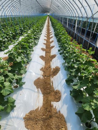 김저팔계님의 기타작물 · 영농일지 작성글 사진