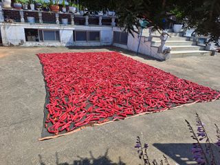 이건석님의 기타작물 · 영농일지 작성글 사진