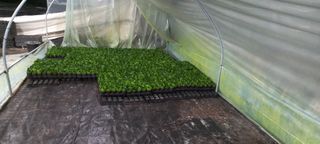 두릅나무15847님의 기타작물 · 영농일지 작성글 사진