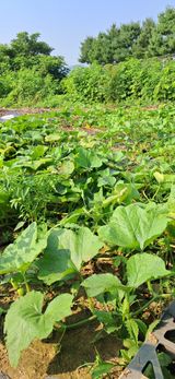 팜모닝 기타작물·영농일지 게시글 이미지