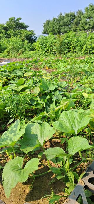 김제선:양평읍회현리님의 기타작물 · 영농일지 작성글 사진