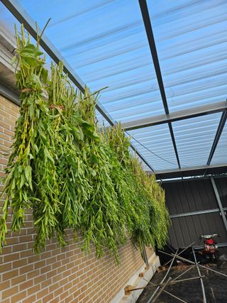 유명숙님의 참깨 · 영농일지 작성글 사진