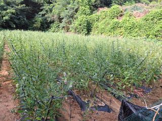 들깨 자색마 고추님의 들깨 · 영농일지 작성글 사진