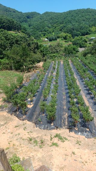 이순기님의 고추 · 영농일지 작성글 사진