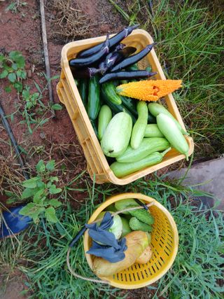 김형수님의 기타작물 · 영농일지 작성글 사진