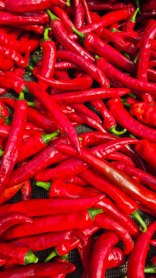 김기자(흰구름농원)님의 고추 · 영농일지 작성글 사진