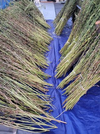 아리랑님의 참깨 · 영농일지 작성글 사진