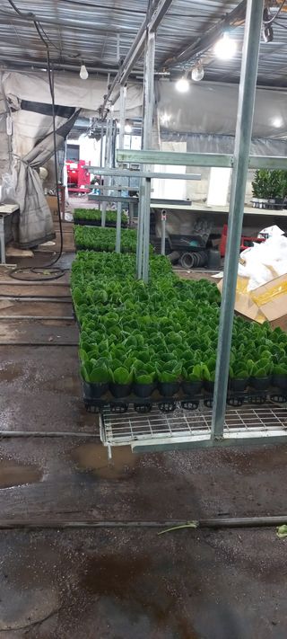 두릅나무15847님의 기타작물 · 영농일지 작성글 사진