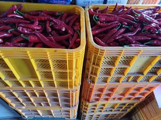 이철우님의 고추 · 영농일지 작성글 사진