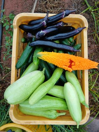 김형수님의 기타작물 · 영농일지 작성글 사진