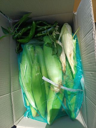 삼성농산님의 기타작물 · 영농일지 작성글 사진